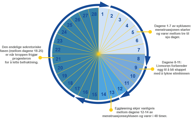 Phases of Menstrual Cycle
