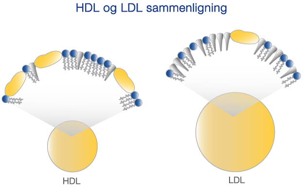 Sammenligning av HDL og LDL molekyler
