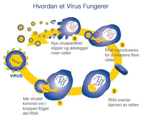 Hvordan sprer virus seg?