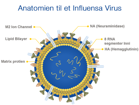 Influensavirus anatomi