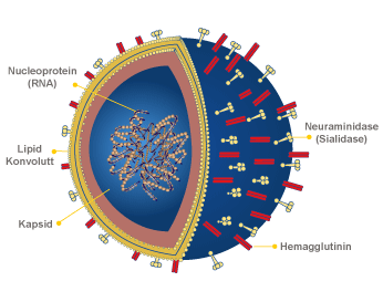 Influensavirus anatomi