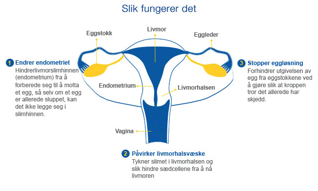 Det kvinnelige reproduseringsorganet