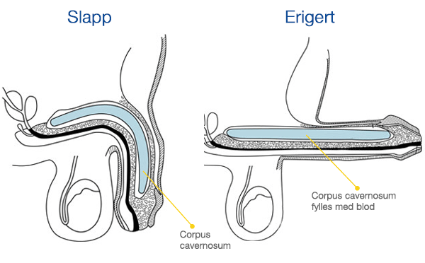 slapp og erigert penis