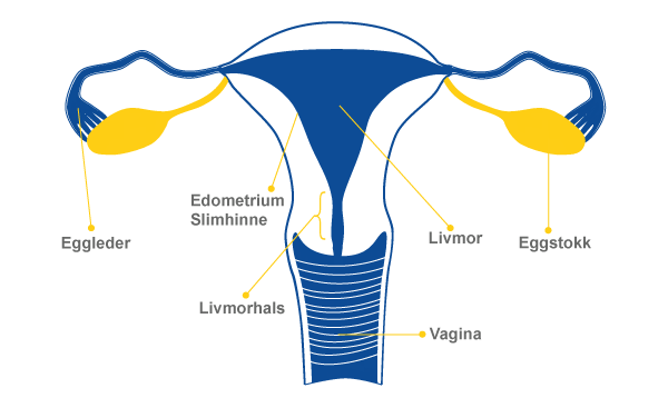 Vagina - Diagram det kvinnelige reproduksjonssystemet