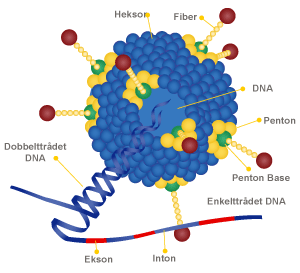Virus anatomi